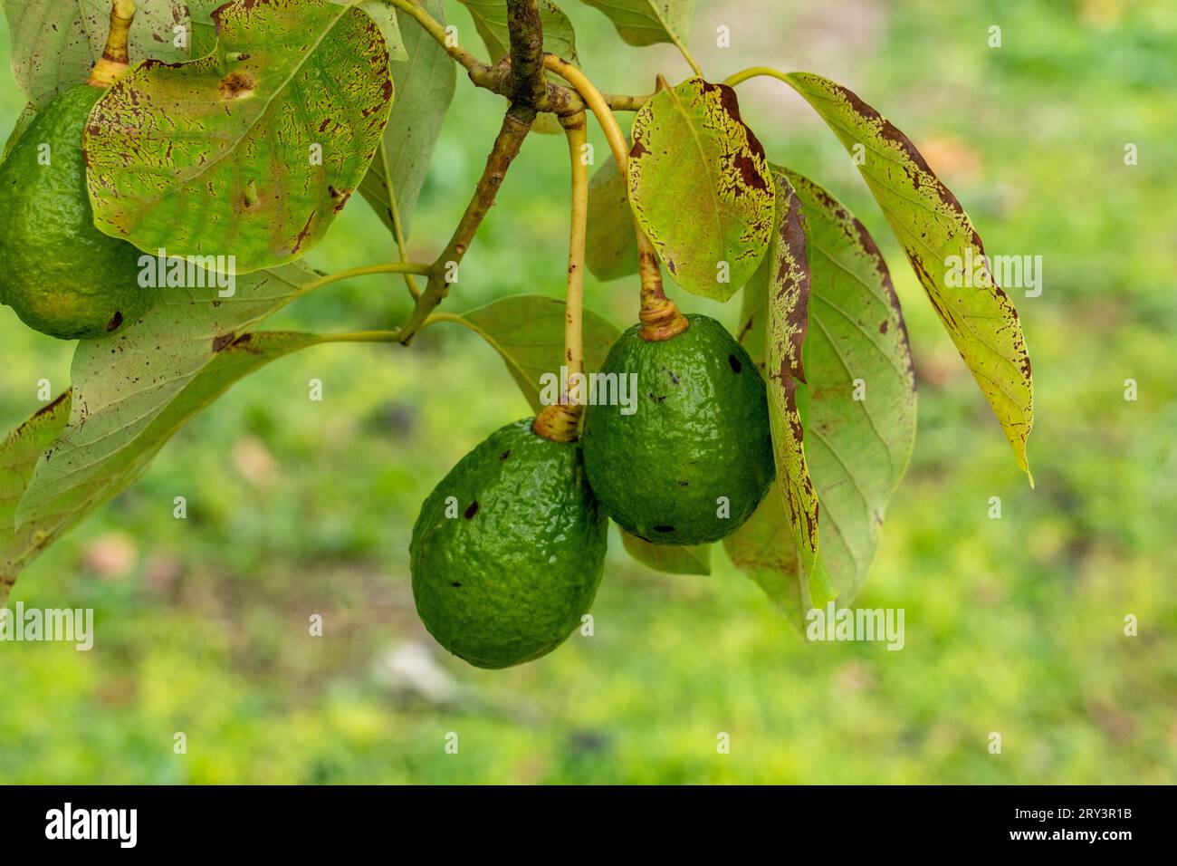 Fruit cultivant un arbre Avocado, Persea americana, dans la réserve archéologique de Caracol dans les hautes terres du Belize. Banque D'Images