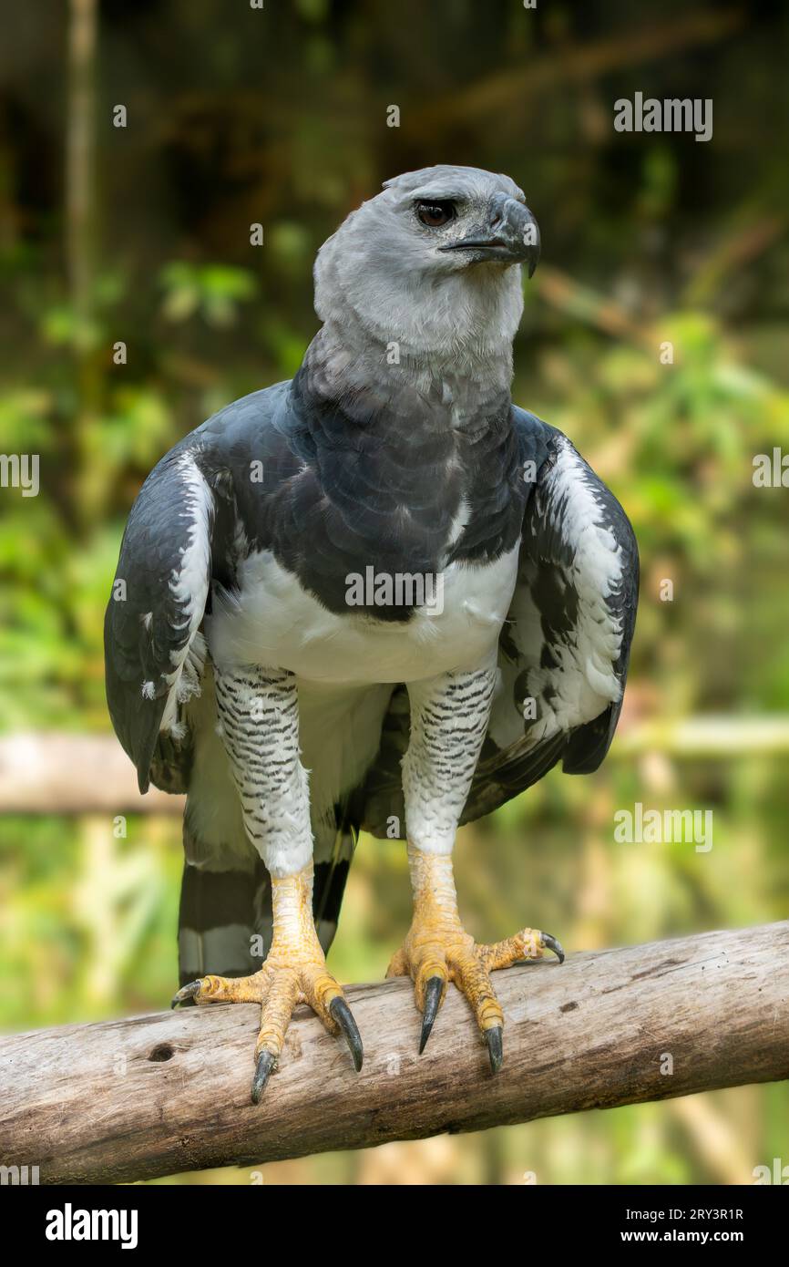 Un Harpy Eagle, Harpia harpyja, dans le zoo de Belize. Banque D'Images