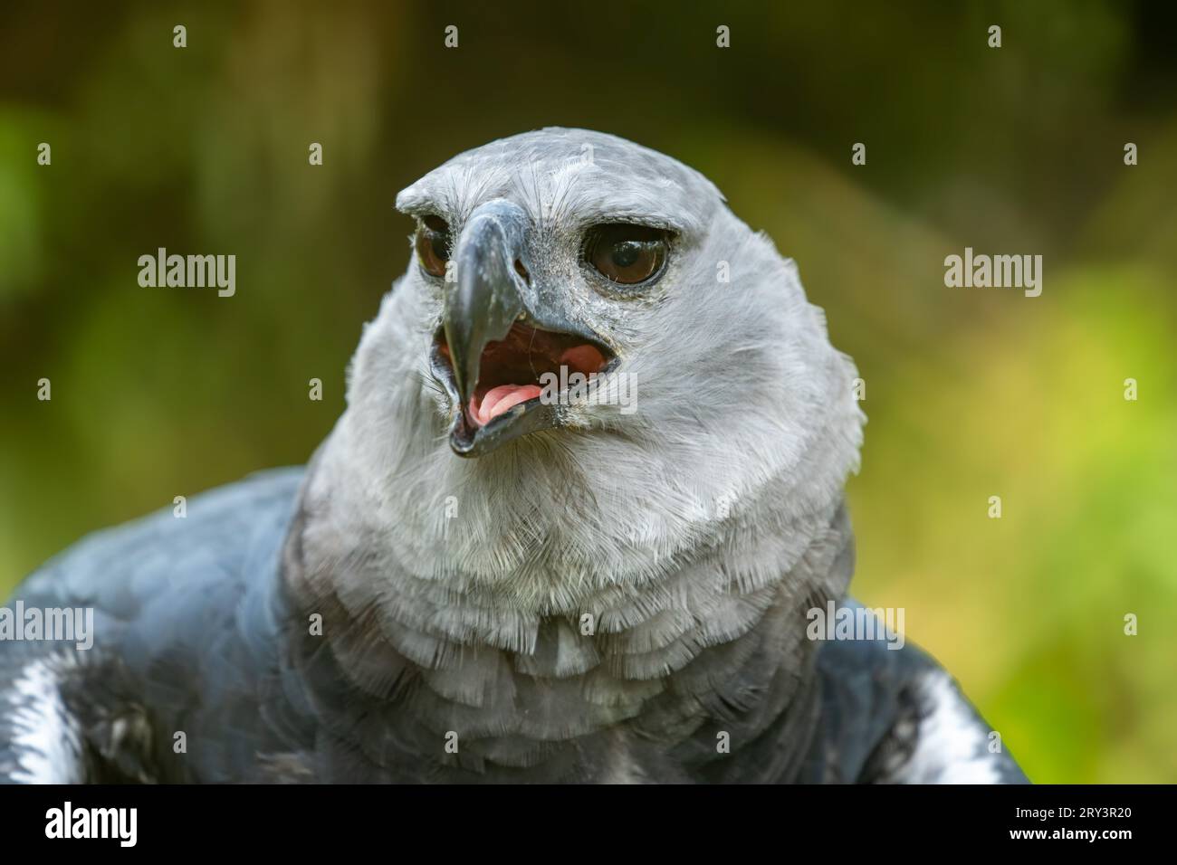 Un Harpy Eagle, Harpia harpyja, dans le zoo de Belize. Banque D'Images