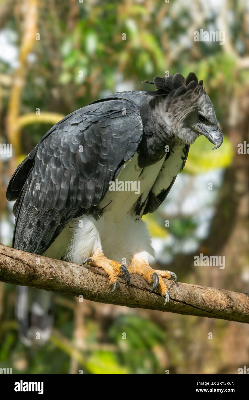 Un Harpy Eagle, Harpia harpyja, dans le zoo de Belize. Banque D'Images