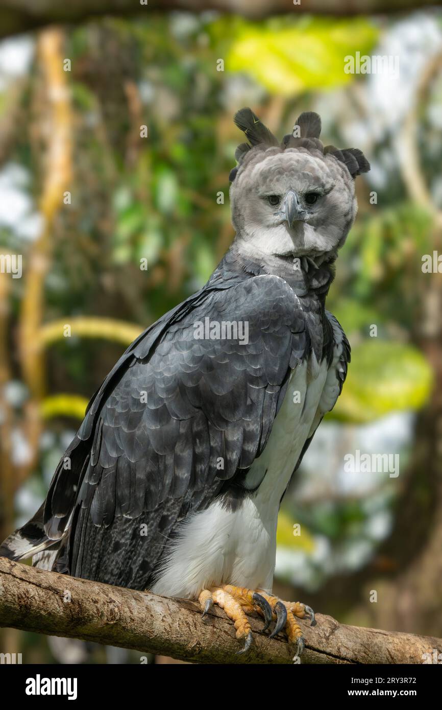 Un Harpy Eagle, Harpia harpyja, dans le zoo de Belize. Banque D'Images