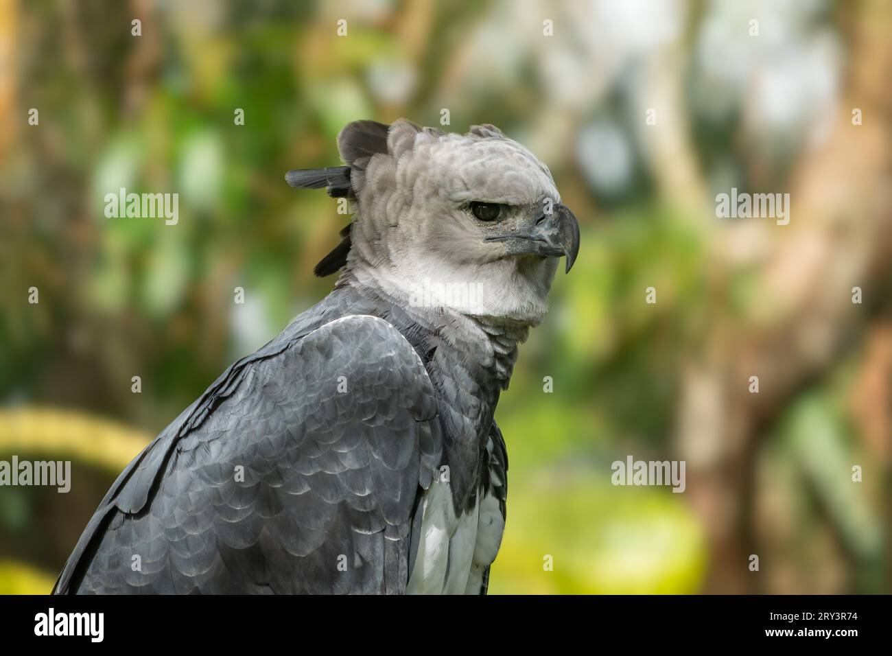 Un Harpy Eagle, Harpia harpyja, dans le zoo de Belize. Banque D'Images