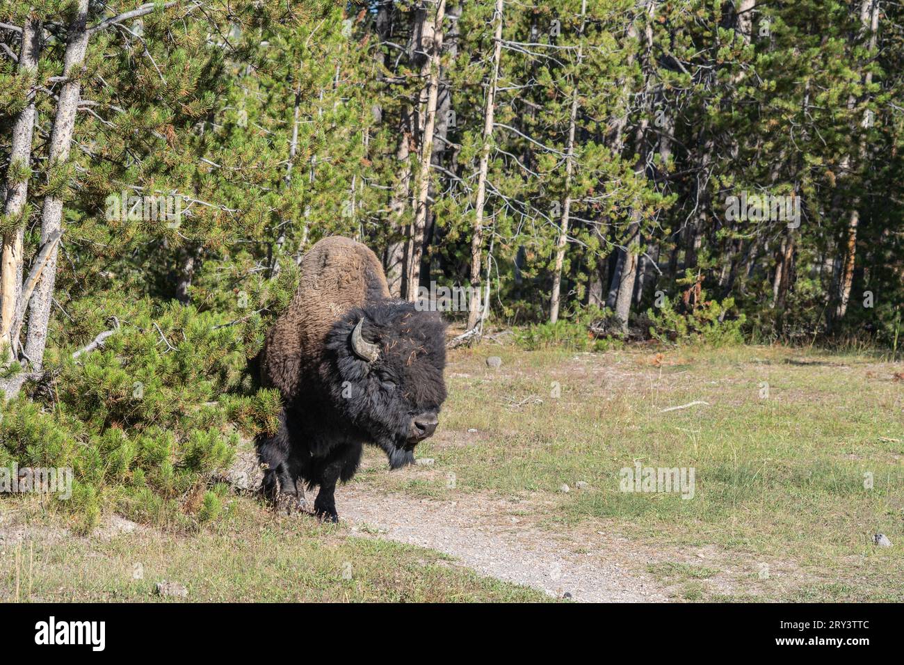 Bison américain broutant dans le parc national de Yellowstone, Wyoming Banque D'Images
