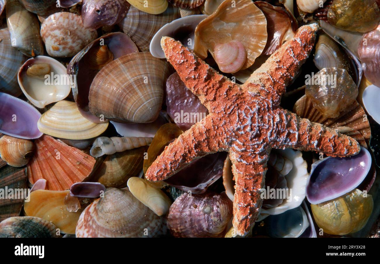 Étoiles de mer ocre (Pisaster ochraceus) et plusieurs sortes de moules, échinodermes Banque D'Images