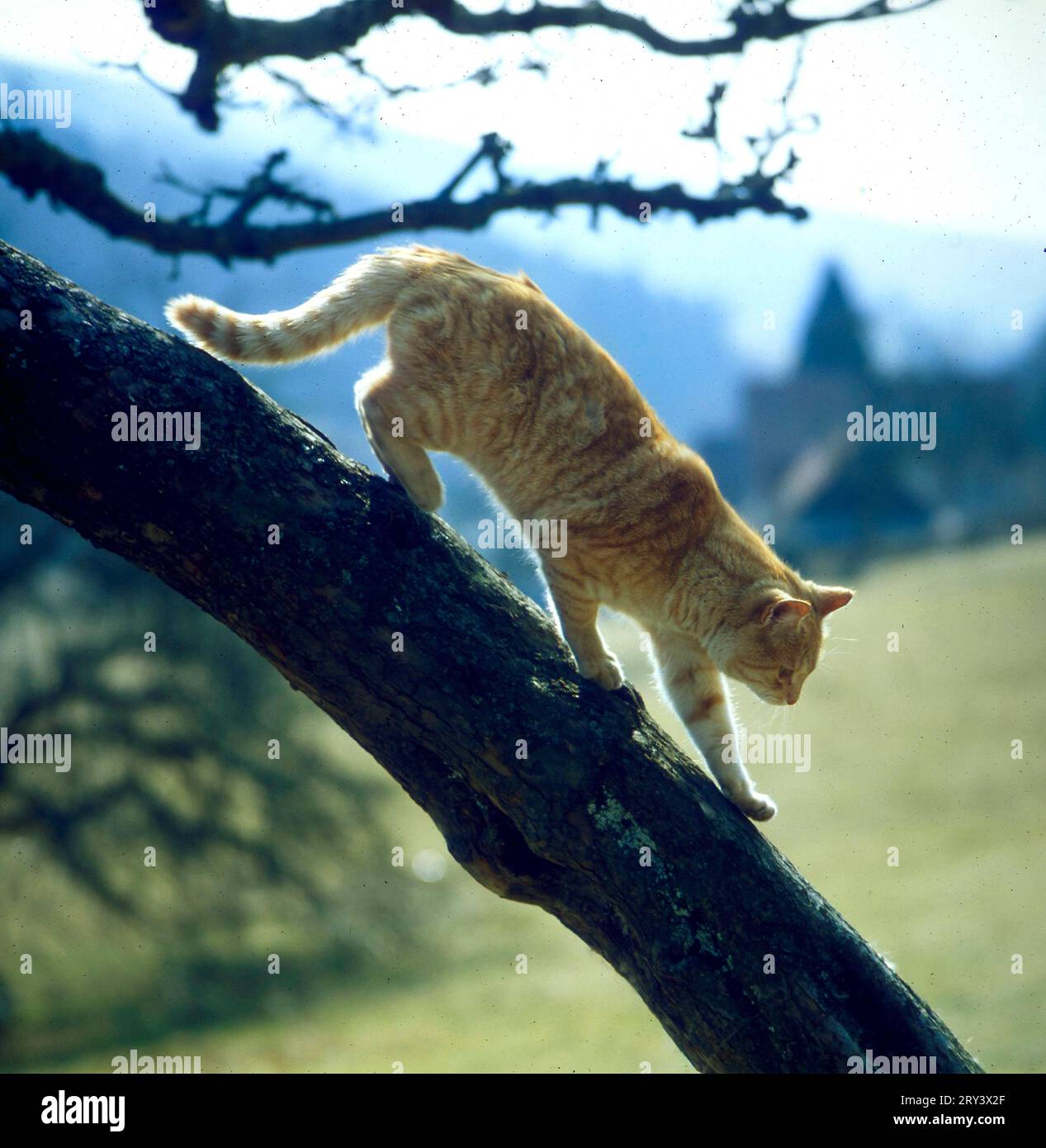 Chat domestique grimpant à un arbre Banque D'Images