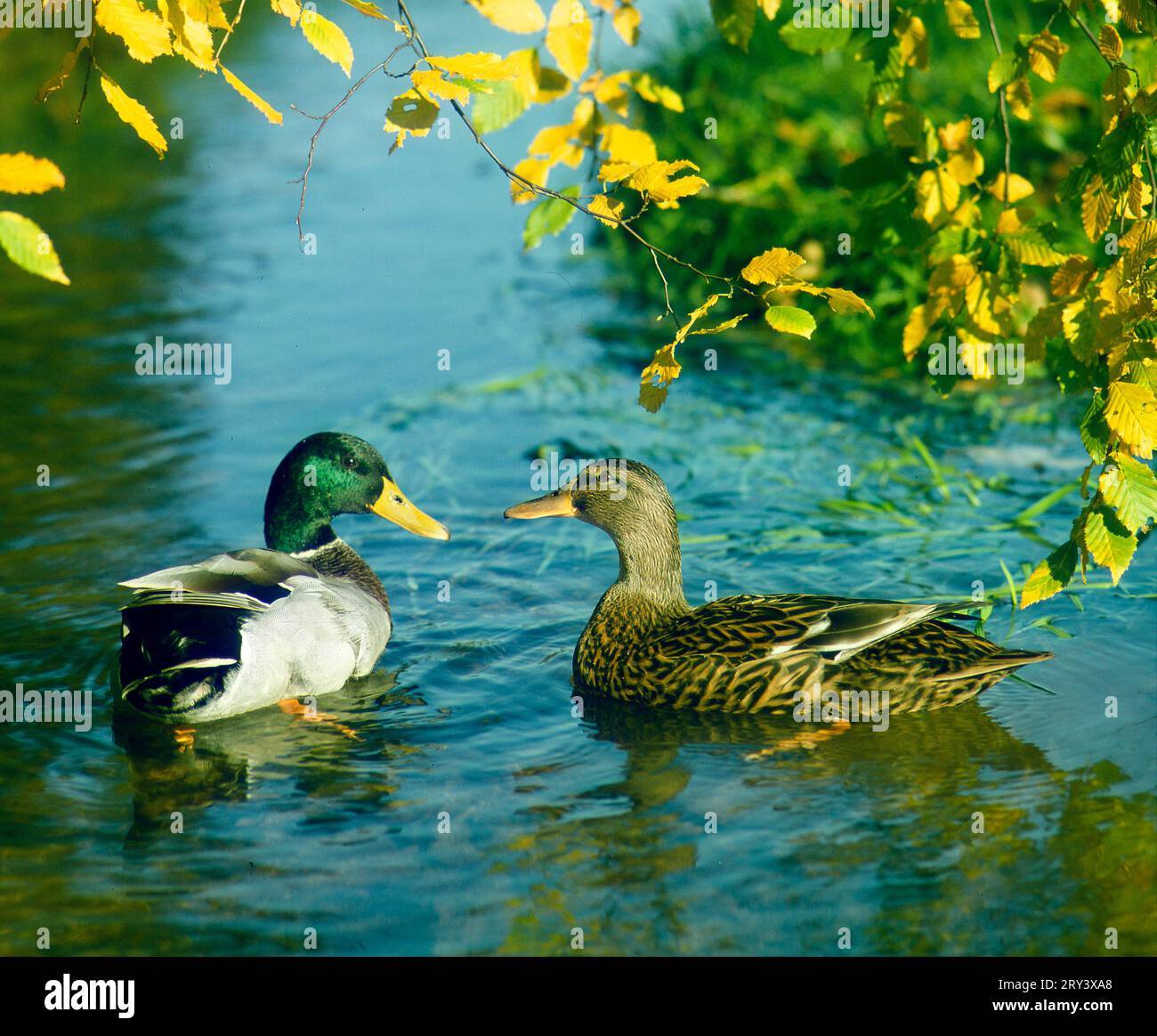 Le Canard colvert (Anas platyrhynchos) Banque D'Images