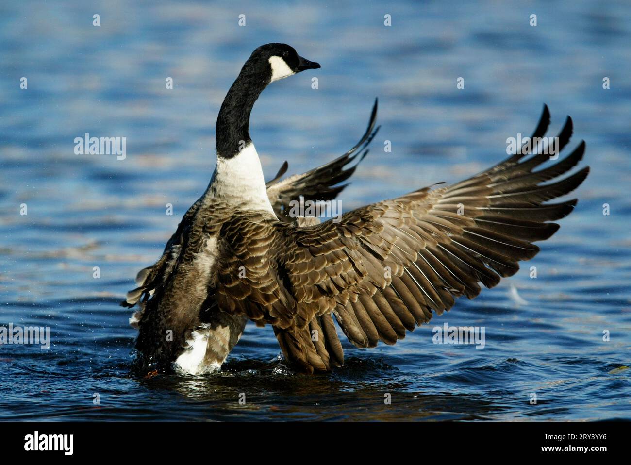 Bernache du Canada (Branta canadensis), Bernache du Canada, Allemagne Banque D'Images