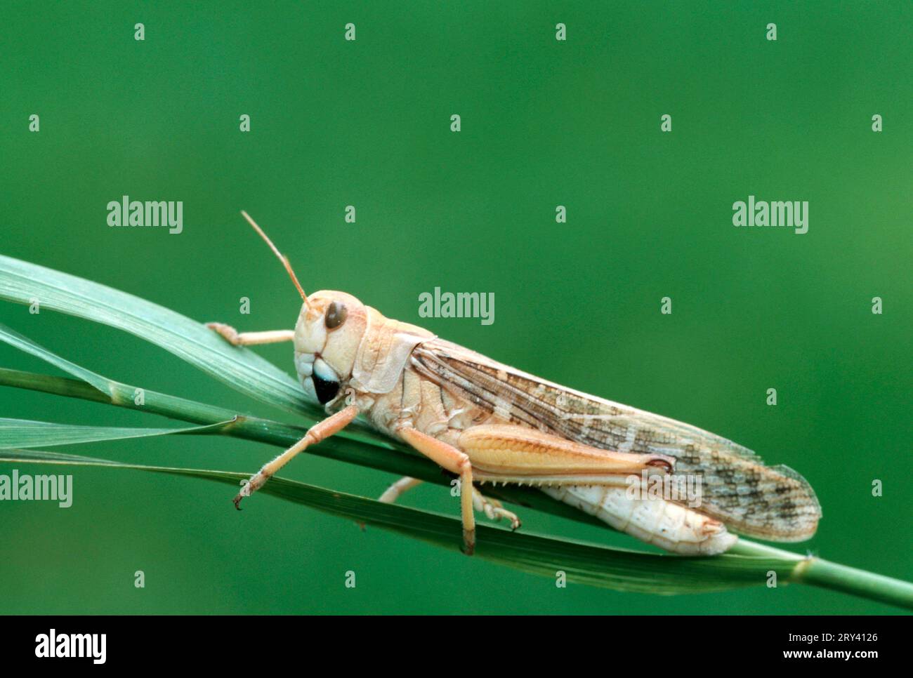 Criquets migratoriens européens, sauterelle (Locusta migratoria), latéral, latéral Banque D'Images