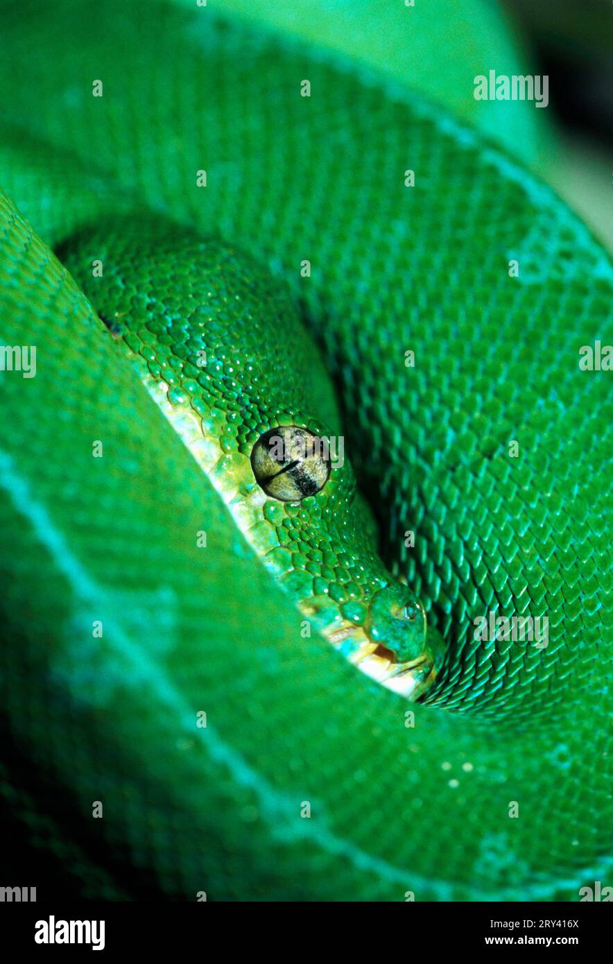 Green Tree Pythons (Morelia viridis) Banque D'Images