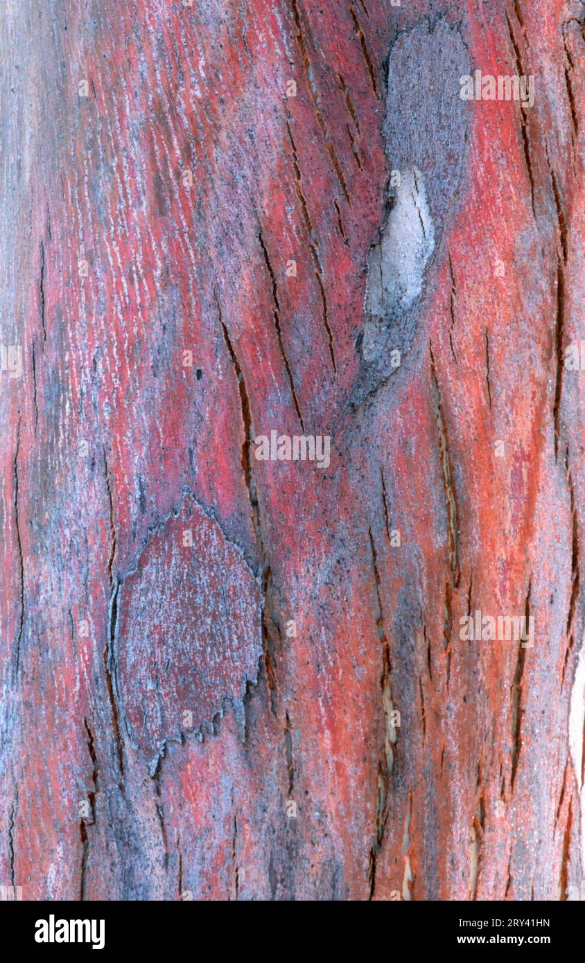 Gomme de cidre Gunns (Eucalyptus gunnii) Banque D'Images