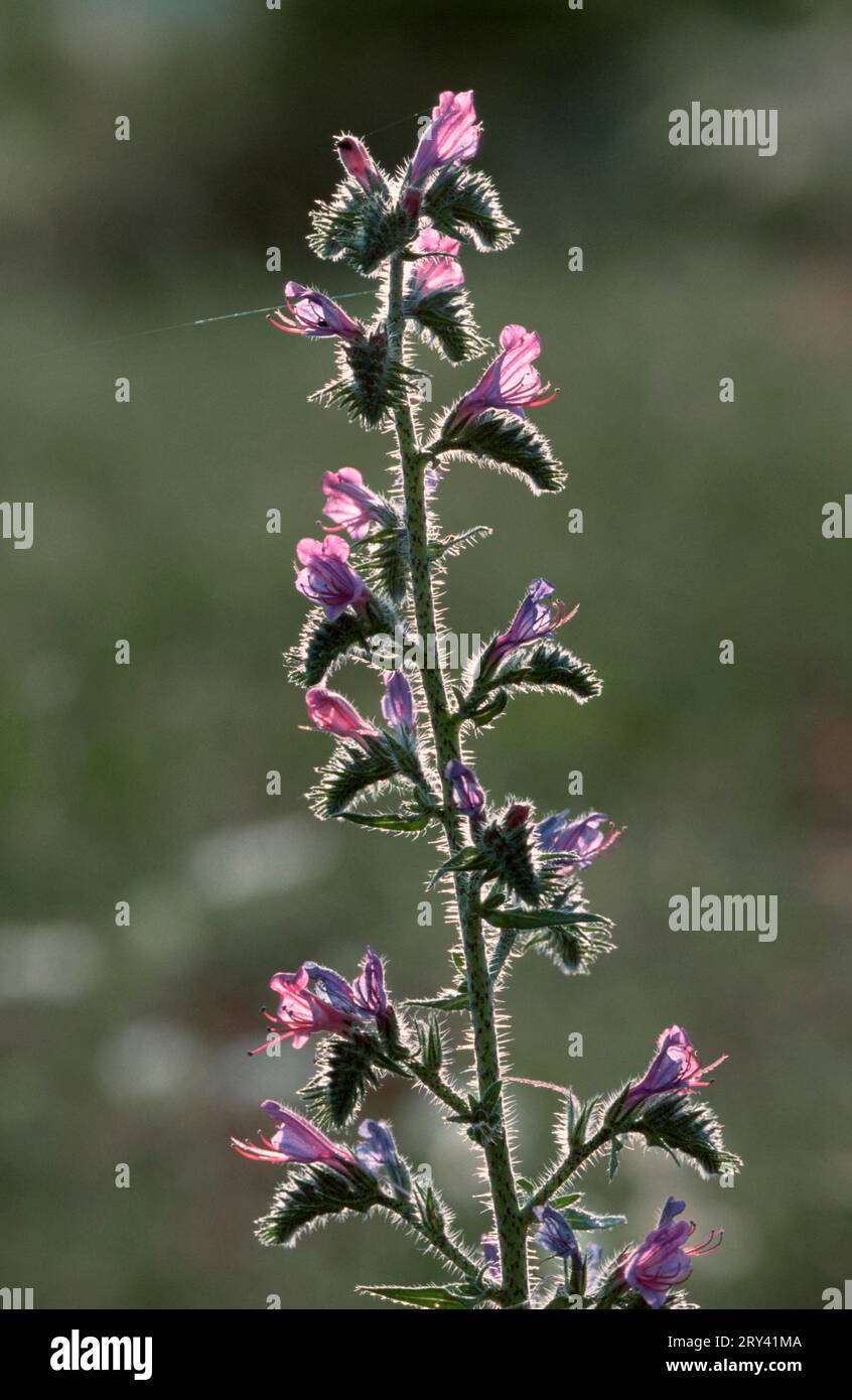 Viper's Bugloss (Echium vulgare), Provence, Sud de la France Banque D'Images