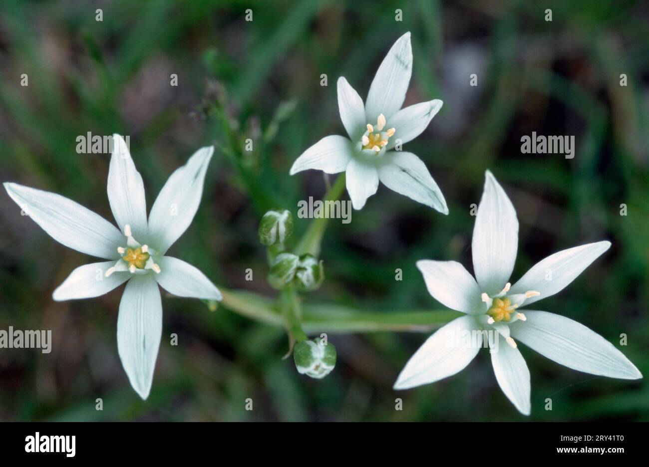 Étoile commune de bethléem (Ornithogalum umbellatum), Provence, Sud de la France Banque D'Images