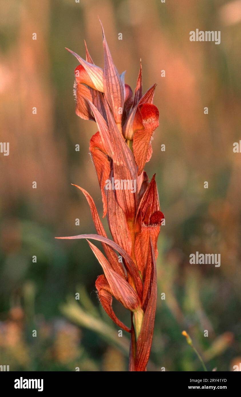 serapias à lèvres longues (Serapias vomeracea) Banque D'Images
