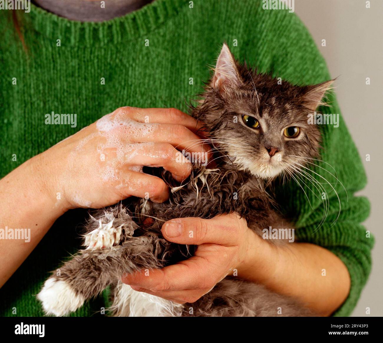 Chat domestique après le bain Banque D'Images