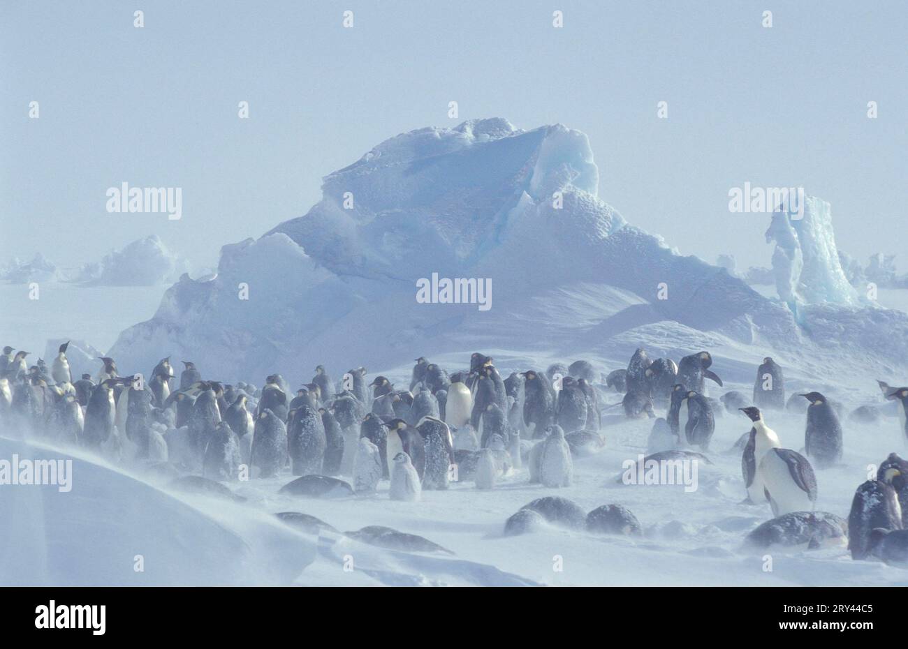 Manchots empereurs (Aptenodytes forsteri) dans une tempête de neige, glacier Dawson-Lambton, Antarctique Banque D'Images