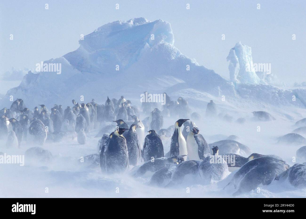Manchots empereurs (Aptenodytes forsteri) dans une tempête de neige, glacier Dawson-Lambton, Antarctique Banque D'Images