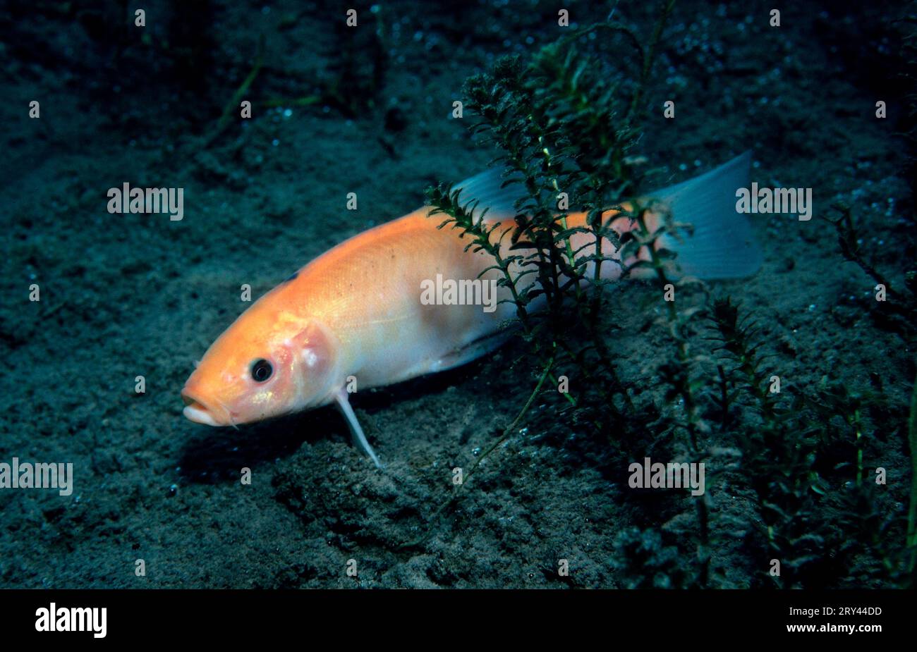 IDE (poisson) (Leuciscus idu), étang de carrière, Bavière, Allemagne Banque D'Images