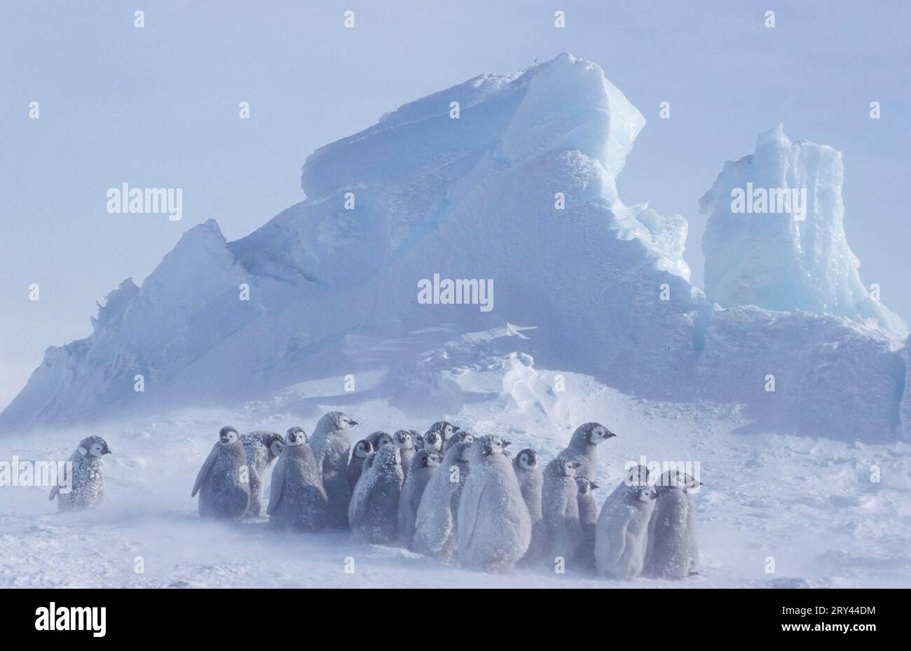Manchots empereurs (Aptenodytes forsteri) dans une tempête de neige, glacier Dawson-Lambton, Antarctique Banque D'Images