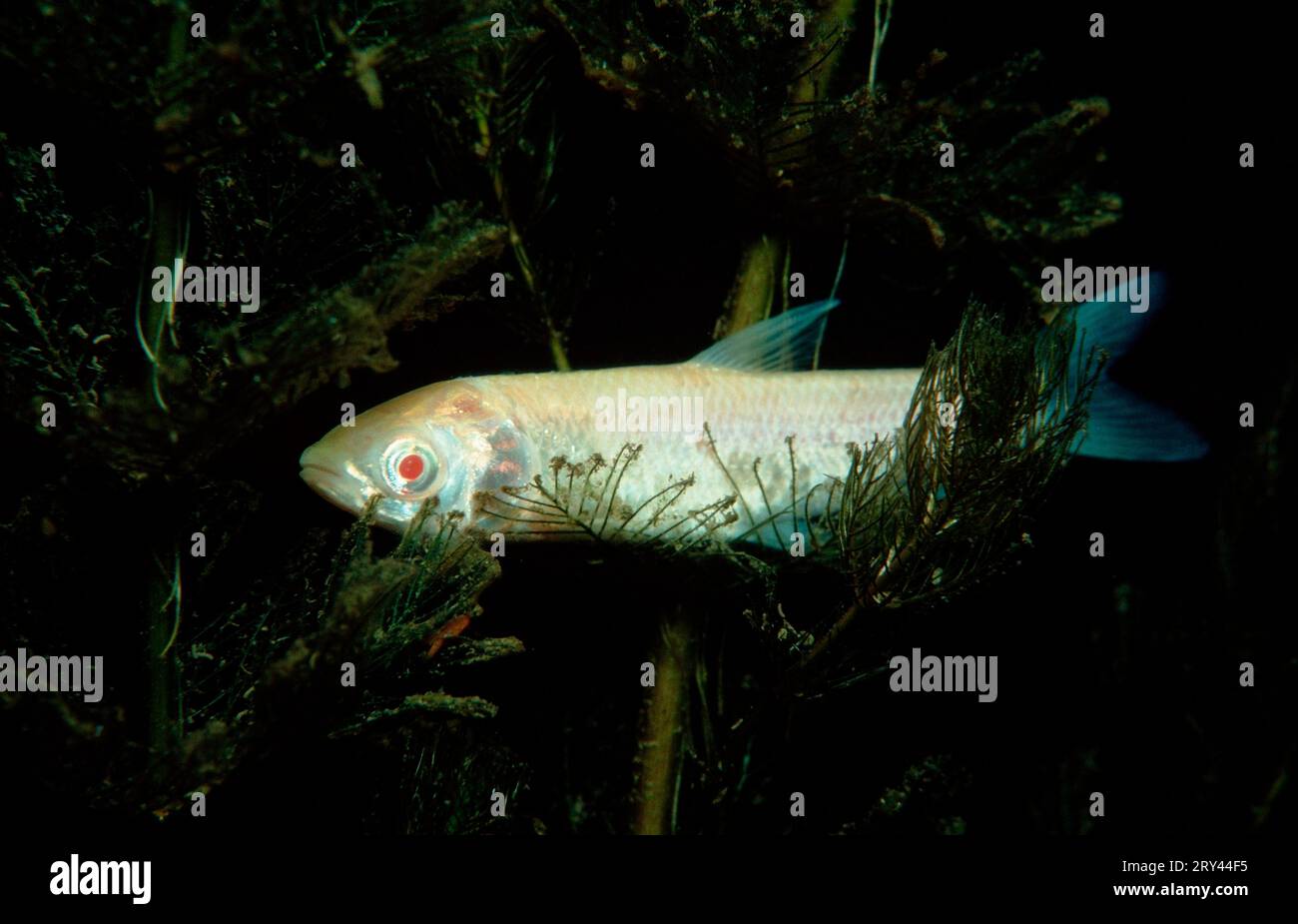 Carpe graminée, Autriche, carpe graminée (Ctenopharyngodon idella), albinos, lac Woerth, asie, autres animaux, autres animaux, Fische, poisson, Unterwasser, under Banque D'Images