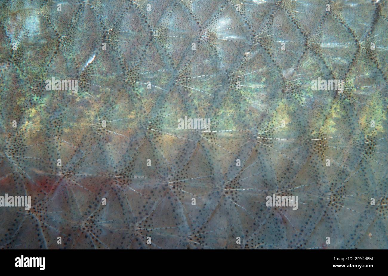 Cafard balkanique, écailles, Alsace, France, cafard (Rutilus rutilus), écailles, Alsace, cafard, autres animaux, autres animaux, poisson, poisson, sous l'eau Banque D'Images