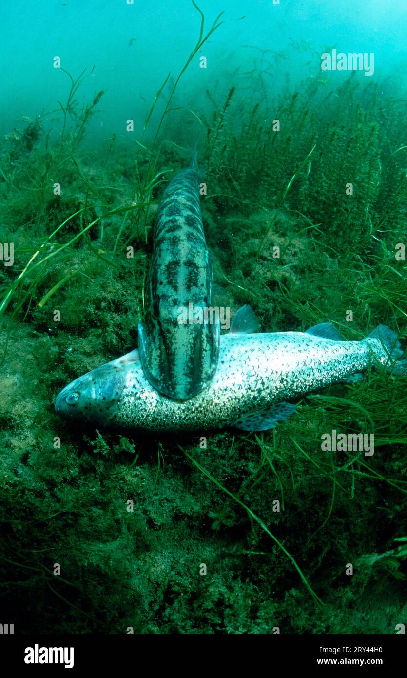 Brochet nordique avec truite arc-en-ciel capturée, Autriche, brochet de rivière (Esox lucius) avec truite arc-en-ciel capturée (Oncorhynchus mykiss) Lac Millstatt, Carinthie Banque D'Images