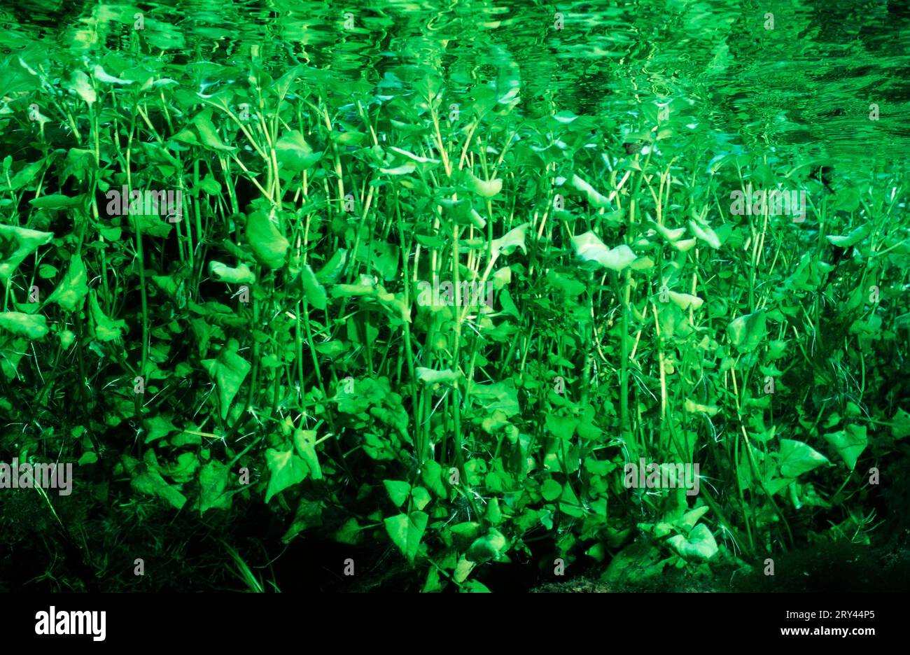 Pondweed perfolié, Baden-Wuerttemberg, Pondweed perfolié (Potamogeton perfoliatus), Altrheinarm, Baden-Wuerttemberg, Allemagne Banque D'Images