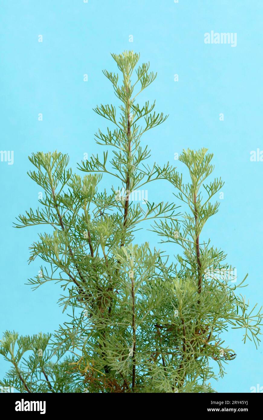 Bois du sud (Artemisia abrotanum maritima) Banque D'Images