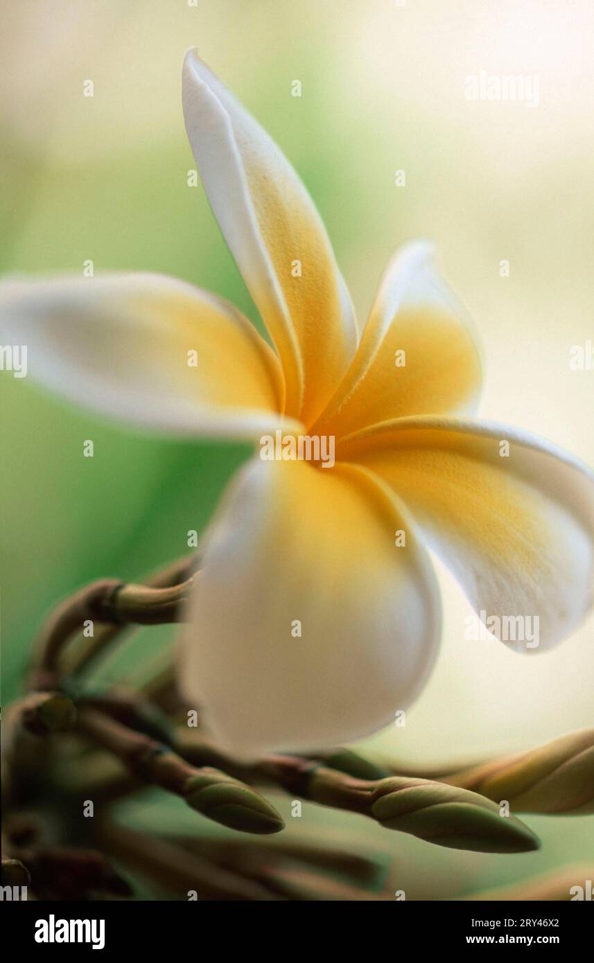 Fleur de lei (Plumiera) Banque D'Images