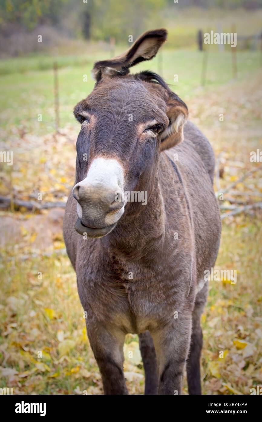Un portrait rapproché d'un âne mignon secouant la tête montrant un visage drôle dans le nord de l'Idaho. Banque D'Images