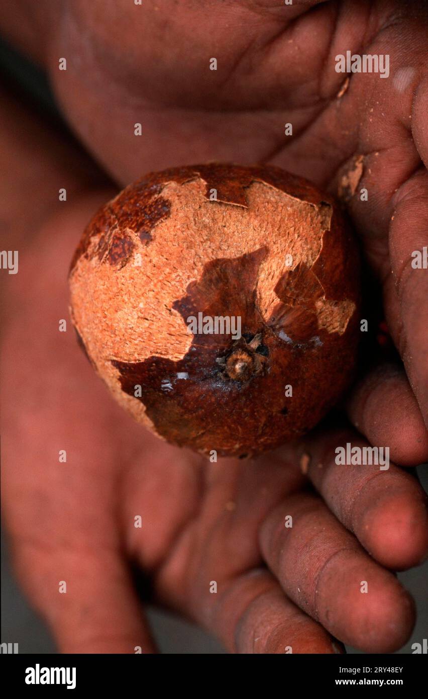 Makalani fruit, afrique, San, plantes, plantes, palmier (Arecaceae), portrait, vertical, fruits, nourriture des broussailles, Kalahari, Namibie, Makalani Banque D'Images