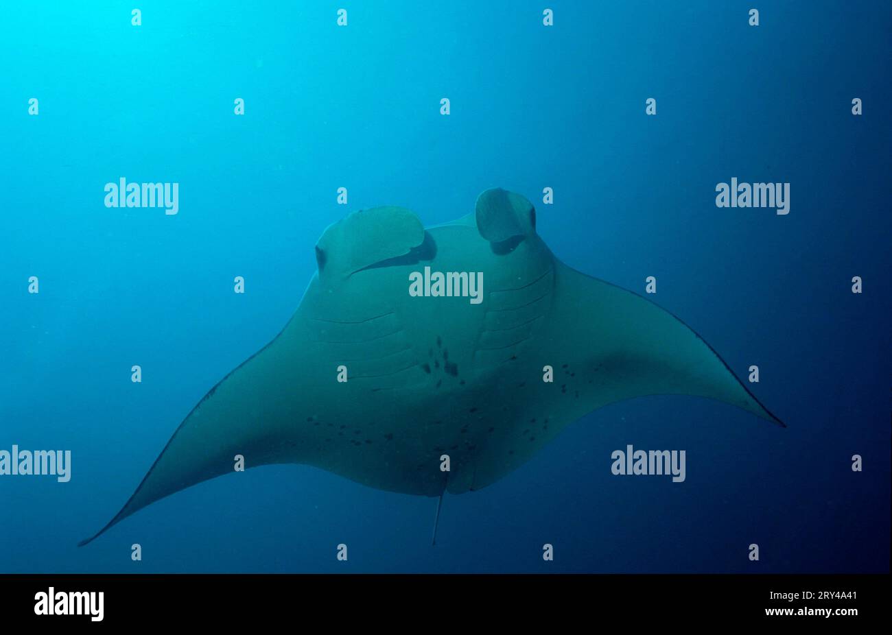 Raie Manta, Maldives (Manta birostris) Banque D'Images