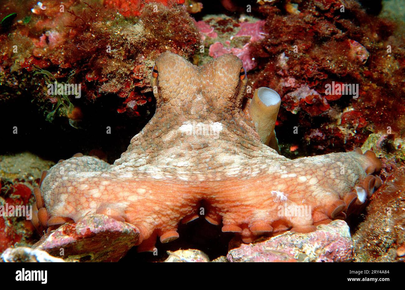 Poulpe commune d'Europe, Costa Brava, Espagne (Octopus vulgaris), poulpe commune de l'Atlantique Banque D'Images