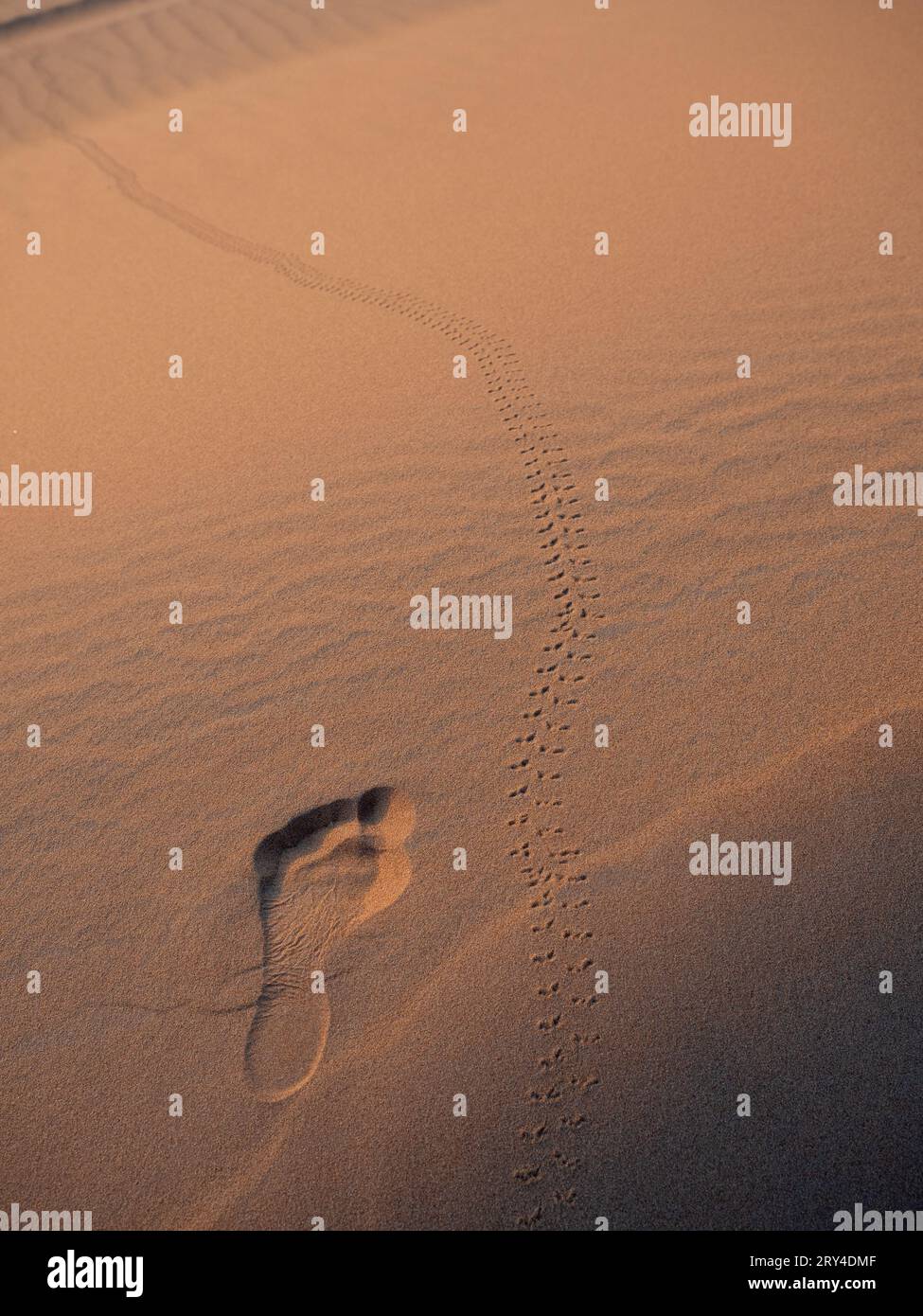 Empreintes de pas de l'homme et un coléoptère sur le sable dans les dunes désertiques de l'Erg Chebbi, Merzouga , Maroc Banque D'Images