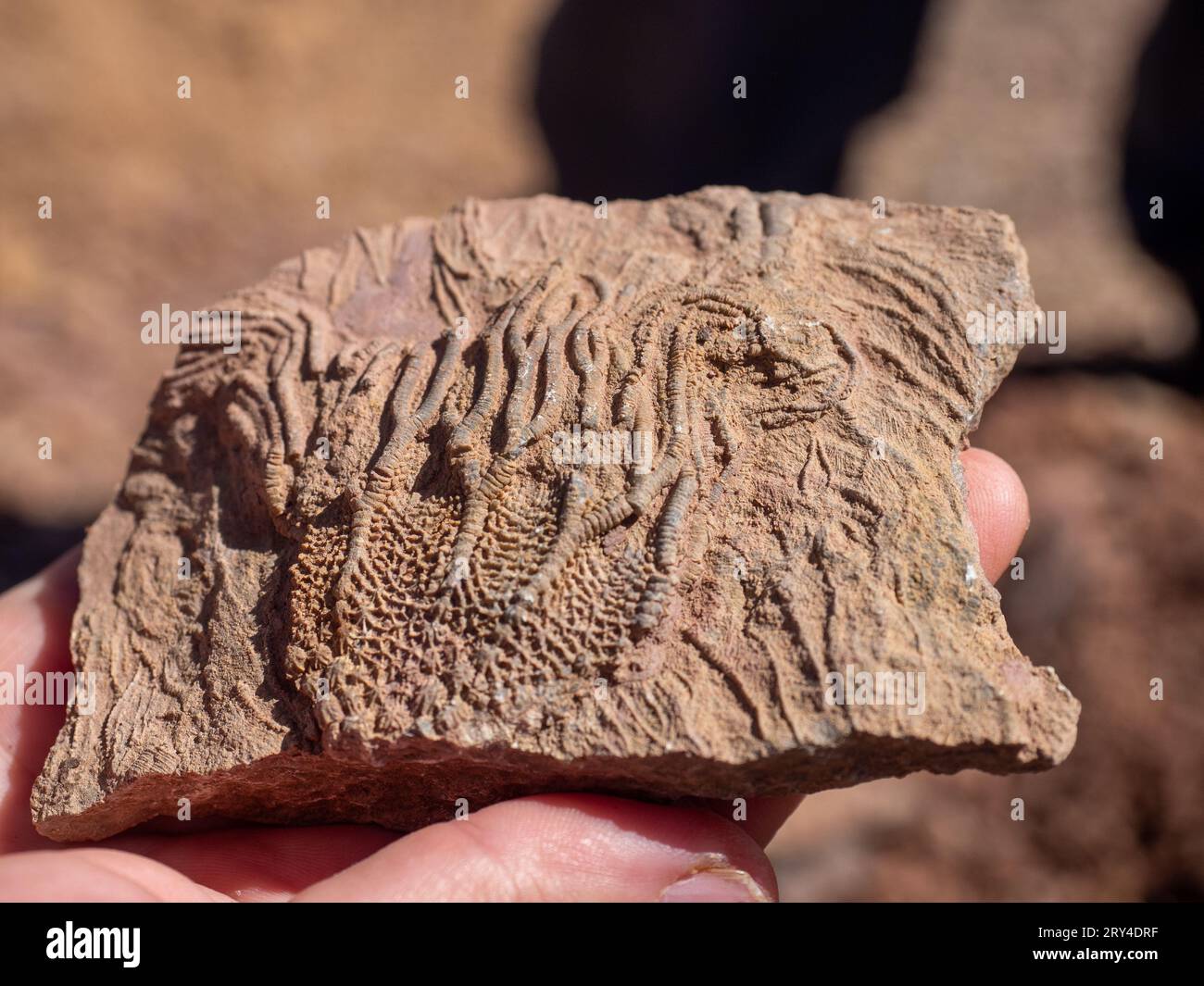 Fossile crinoïde trouvé par un mineur dans une mine de crinoïdes du Silurien, près d'Erfoud, au Maroc Banque D'Images