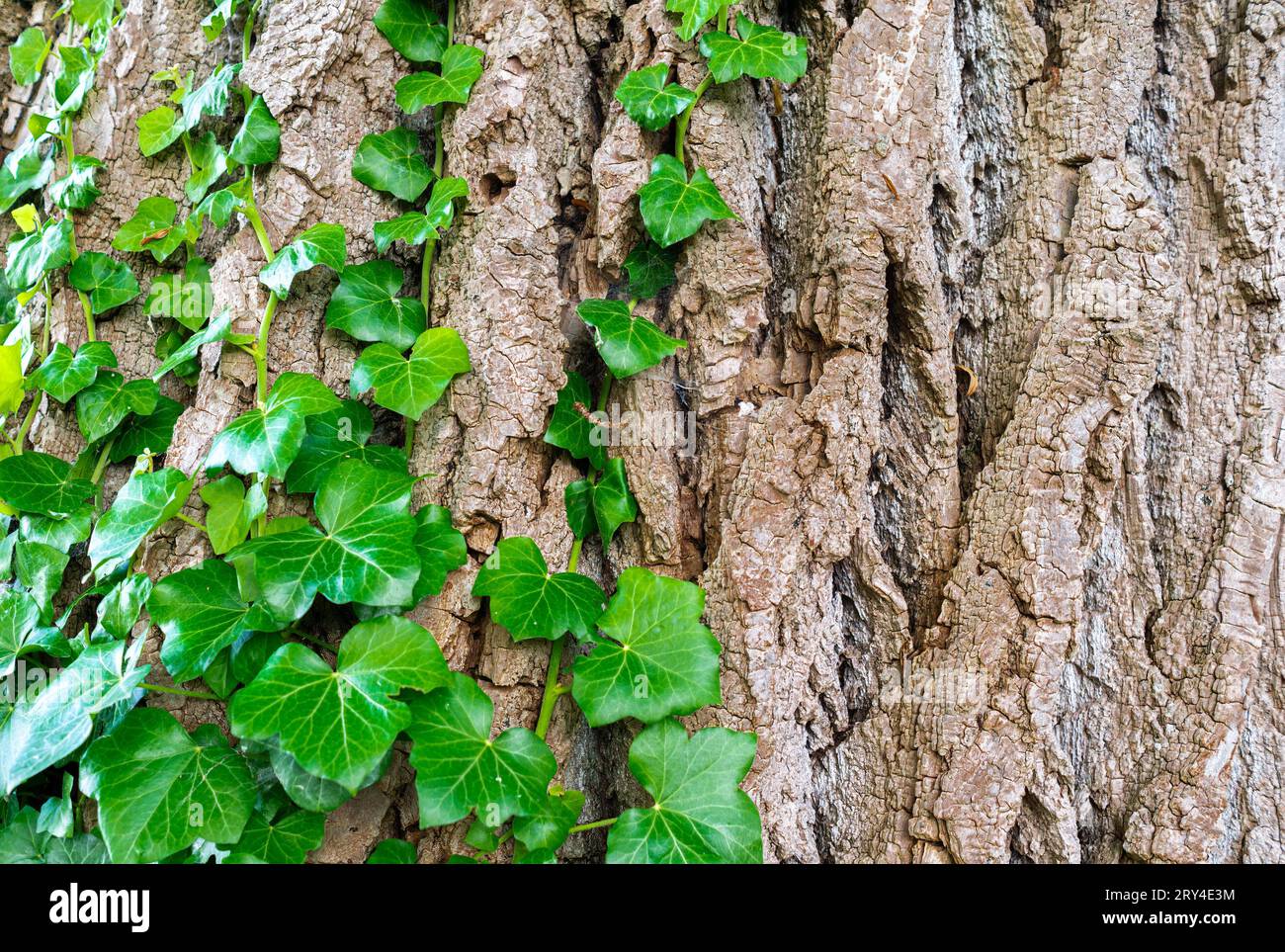 Tronc d'un vieil arbre avec écorce texturée et lierre enveloppant Banque D'Images
