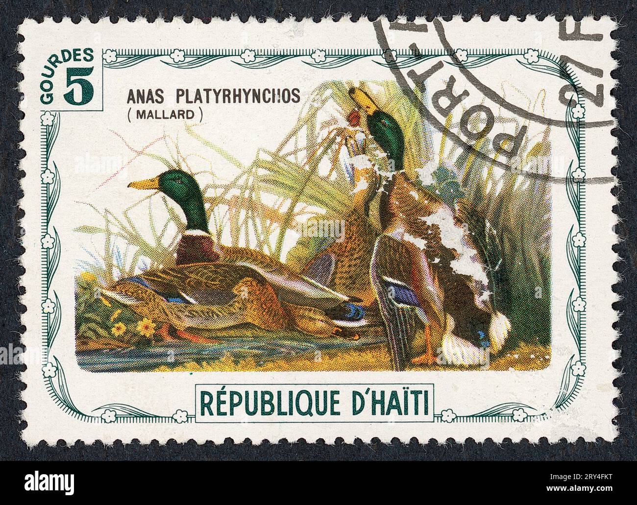 Le colvert ou canard sauvage (Anas platyrhynchos). Timbre-poste émis en Haïti en 1975. Banque D'Images