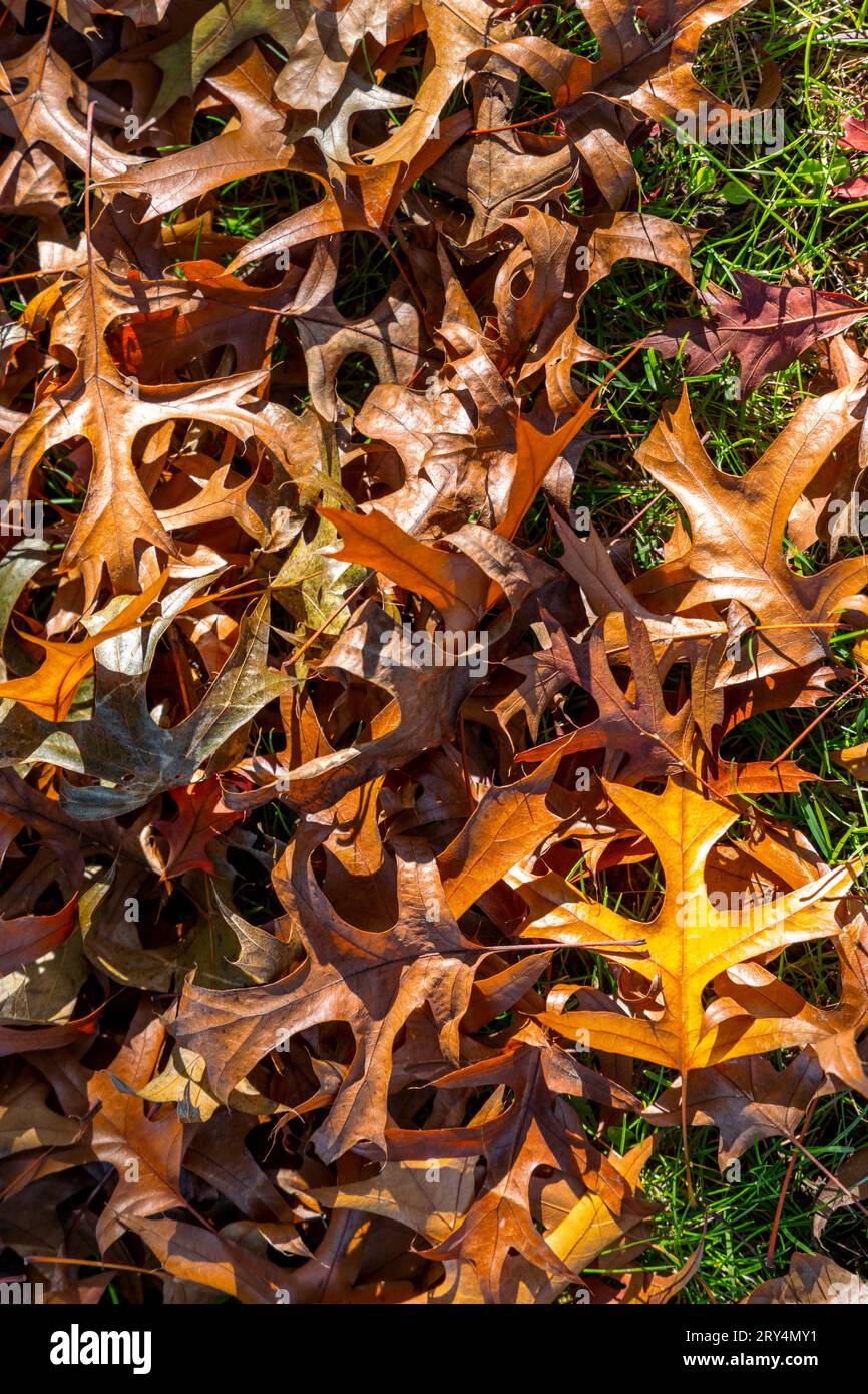 Feuilles de chêne d'automne couvertes de rosée humide, tombées sur l'herbe verte et éclairées par le soleil à Vancouver, Canada Banque D'Images