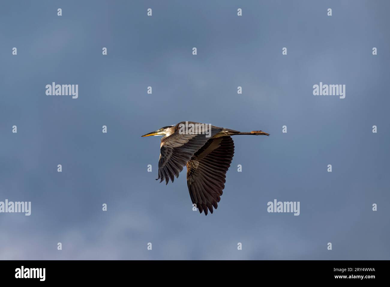 Le grand héron bleu ( Ardea herodias) en vol. C'est le plus grand héron américain Banque D'Images