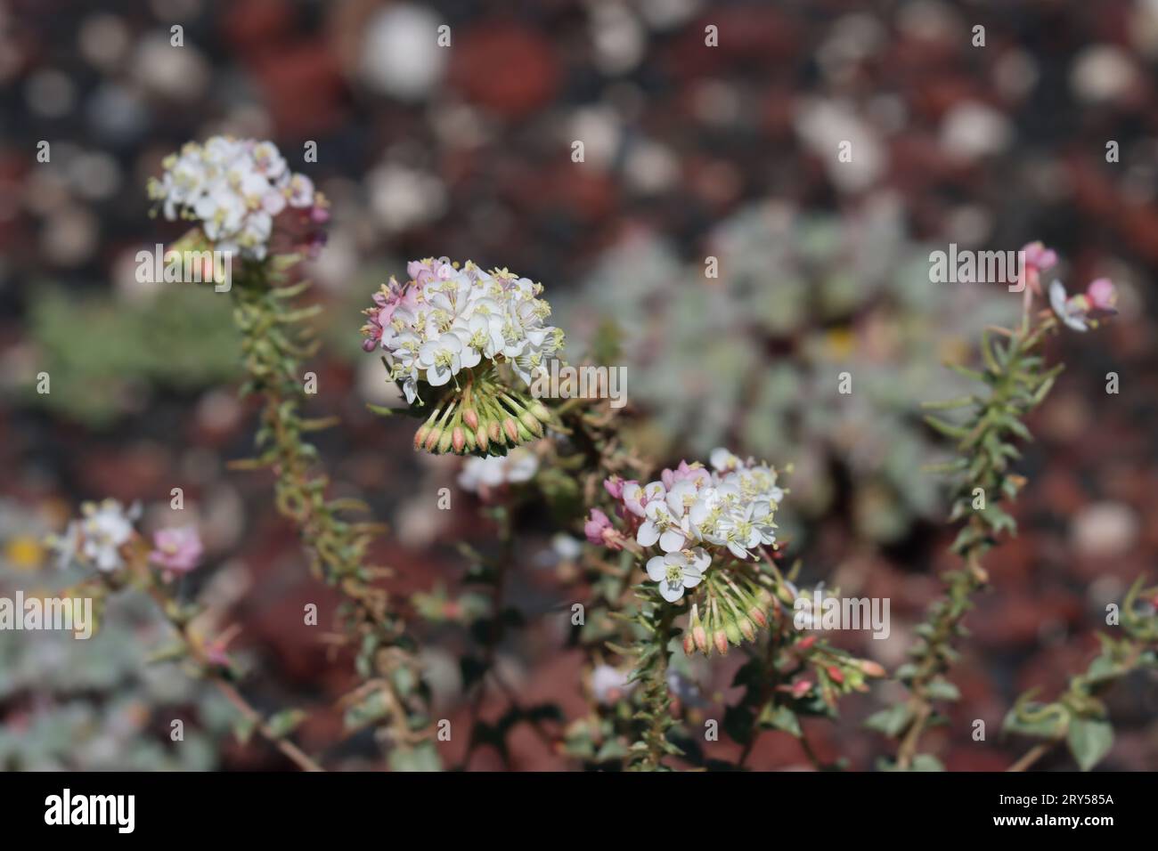 Booth Primrose du soir, Eremothera Boothii sous-espèce Boothii, une espèce annuelle indigène avec inflorescences de pointes racémiques à la fin de l'été dans la vallée d'Owens. Banque D'Images