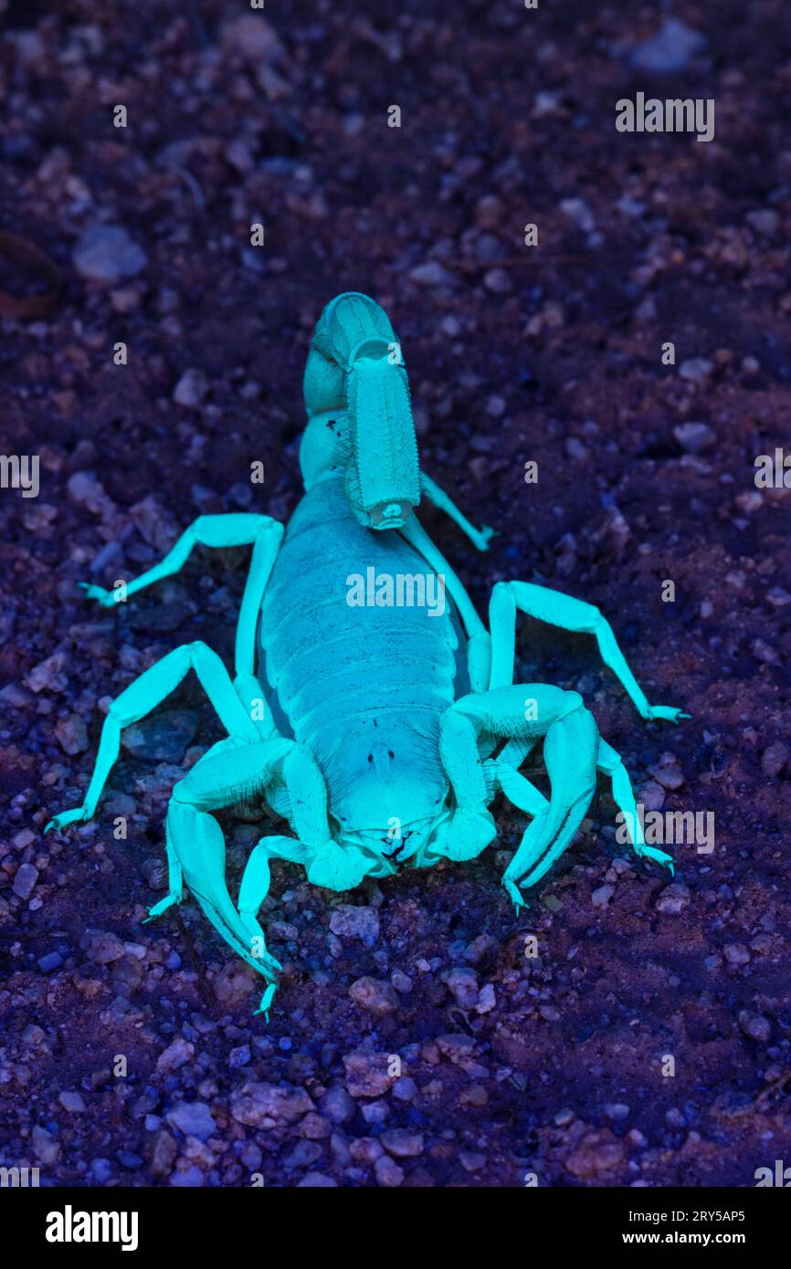 Désert géant Scorpion velu (Hadrurus arizonensis) Banque D'Images