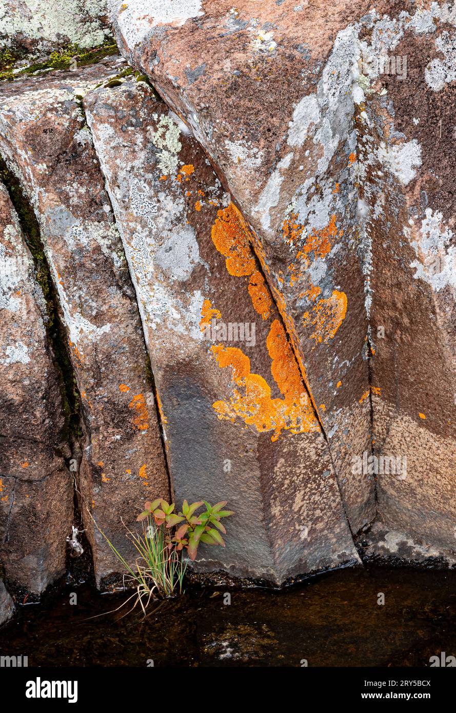 White Meadowsweet pousse d'une fissure dans des roches couvertes de lichens, Artist's point, Grand Marais, Cook County, Minnesota Banque D'Images