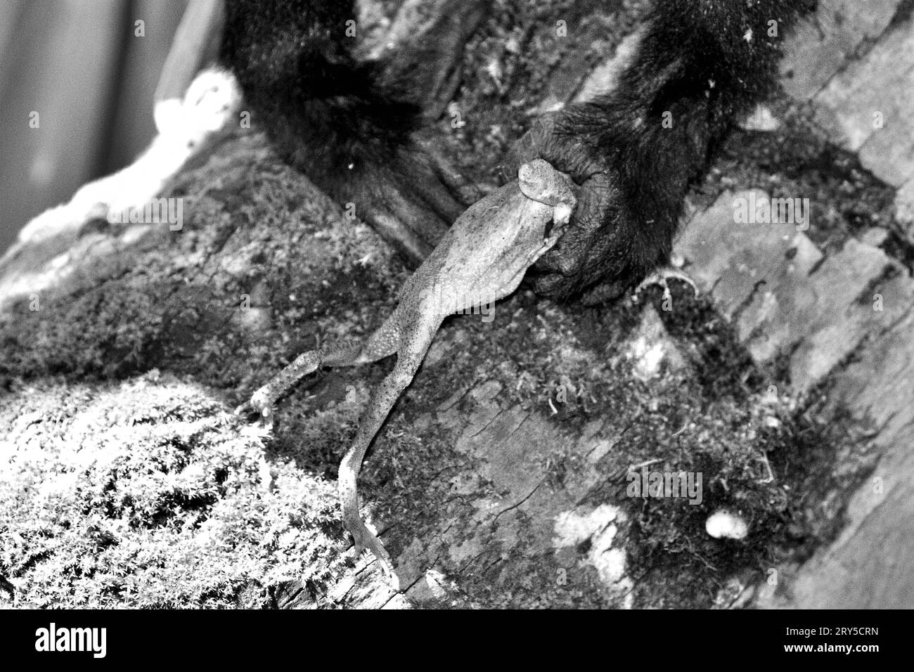 Les mains d'un jeune individu de macaque à crête noire de Sulawesi (Macaca nigra) sont photographiées alors qu'il saisit une grenouille qu'il a attrapée dans la réserve naturelle de Tangkoko, Sulawesi du Nord, en Indonésie. Timothy O'Brien et Margaret Kinnaird, scientifiques de primates, ont observé et rapporté que la prédation sur la grenouille par le macaque à crête se produit, ainsi que sur la chauve-souris, l'oiseau attrape-mouche, le gecko forestier, et des œufs de junglufowl rouge. Un rapport récent d'une équipe de scientifiques dirigée par Marine Joly a révélé que la température augmente dans la forêt de Tangkoko et que l'abondance globale des fruits a diminué. 'Entre 2012 et... Banque D'Images