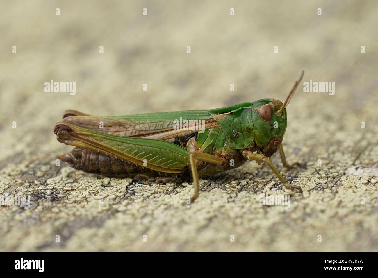 Gros plan détaillé d'une sauterelle verte européenne, Omocestus viridulus, assise sur bois Banque D'Images