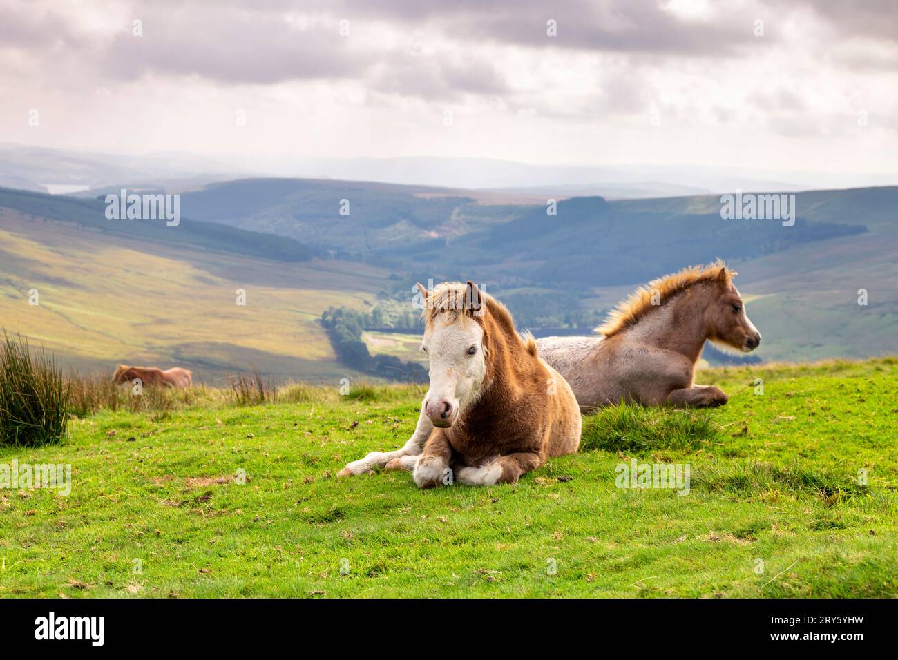 Poneys assis sur l'herbe près du sommet de Cribyn, Brecon Beacons, pays de Galles, Royaume-Uni Banque D'Images