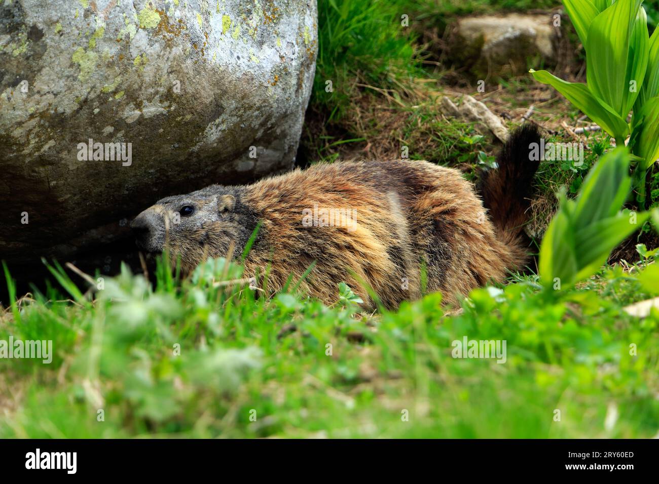 Marmot sur les rives du lac Allos, 2220 m, le plus grand lac naturel de haute altitude en Europe. Parc national du Mercantour. France Banque D'Images