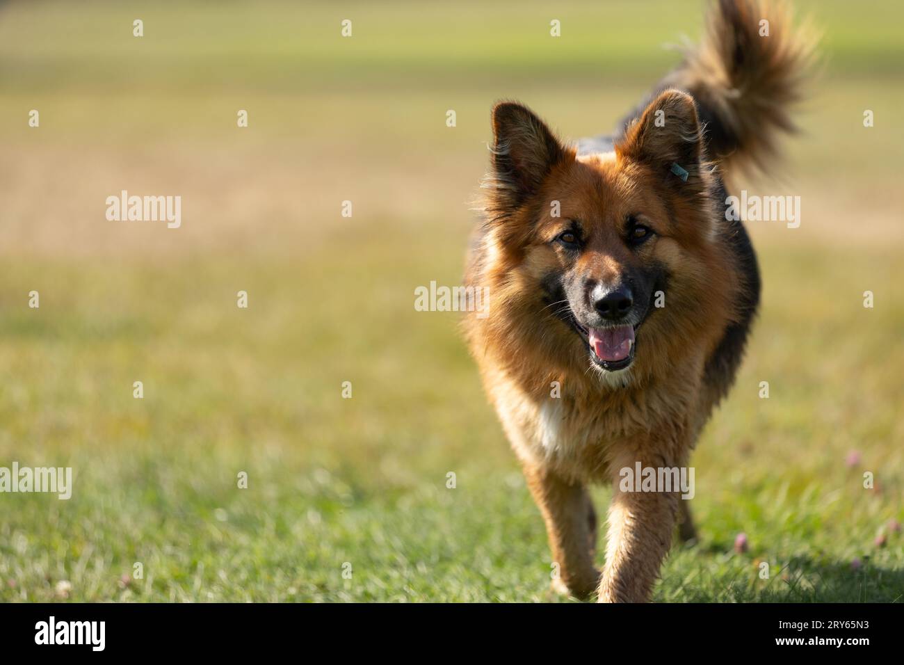 un beau chien berger allemand traverse l'herbe Banque D'Images
