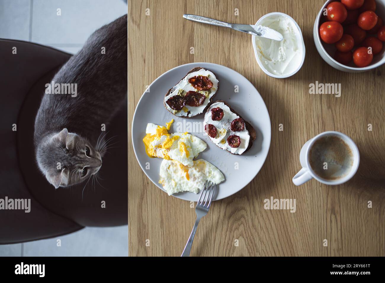 Curieux chat tabby gris assis sur une chaise près d'une table en bois et regardant l'assiette avec le petit déjeuner et le café Banque D'Images