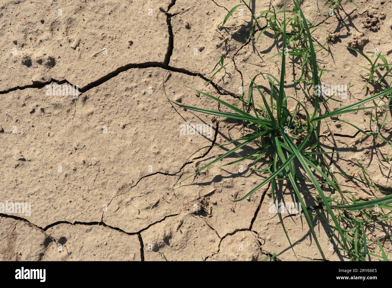 Terre sèche dans les fissures, vue de dessus. Croissance de l'herbe en période de sécheresse. Banque D'Images