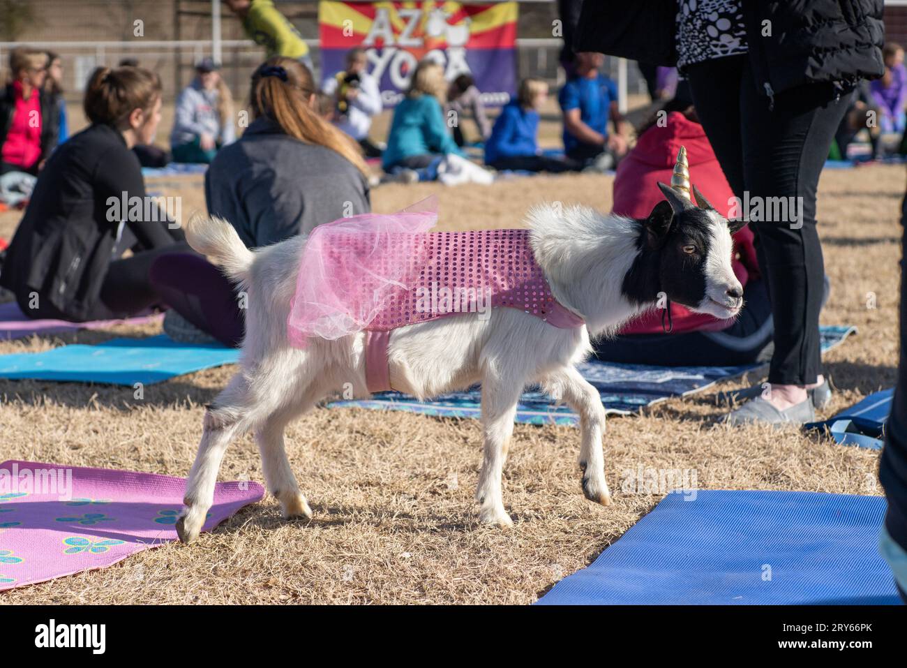 Une chèvre habillée en licorne pour le yoga de chèvre Banque D'Images