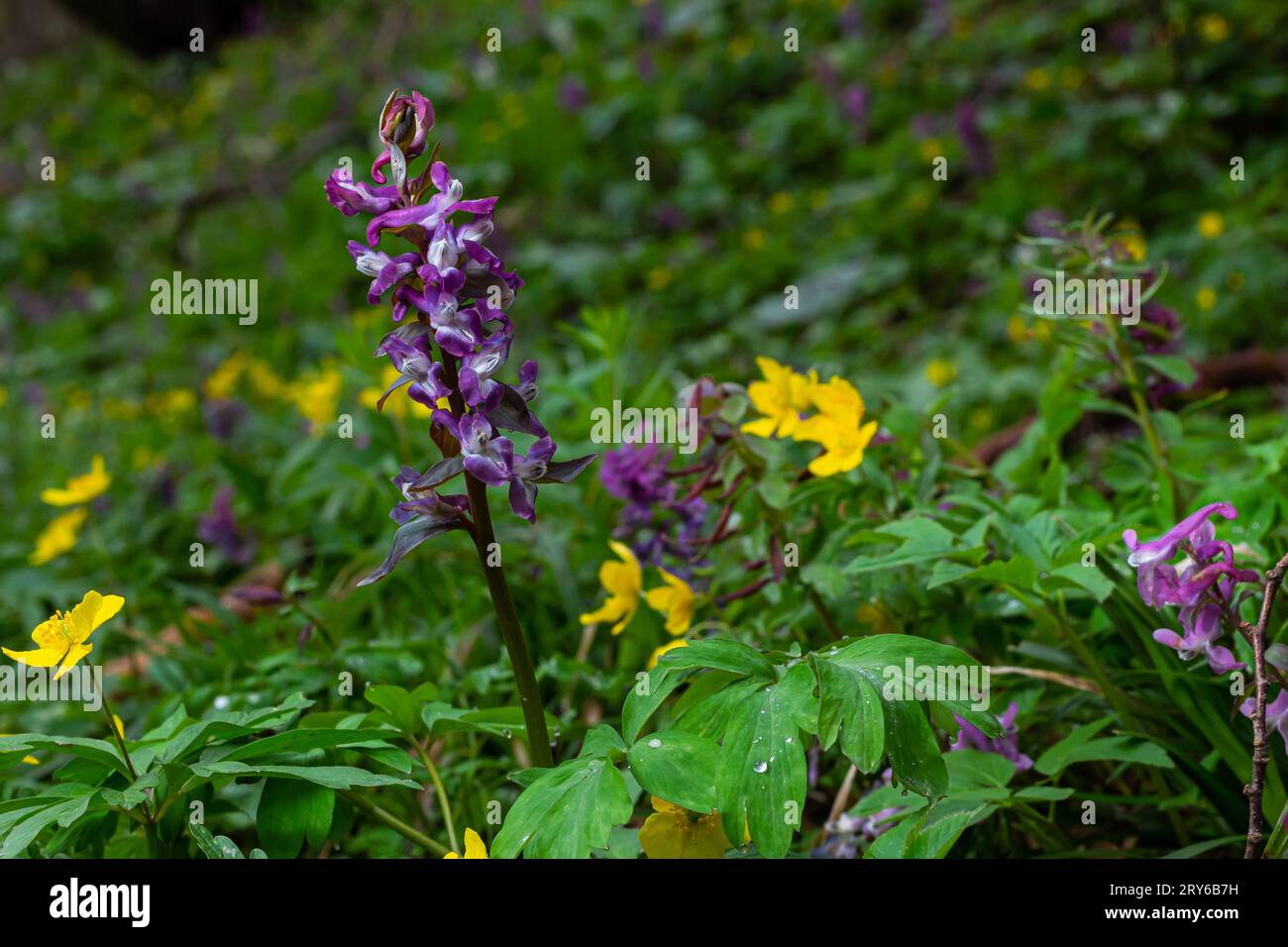 Corydalis. Corydalis solida. Fleur violette forêt floraison au printemps. La première fleur de printemps, violette. Corydalis sauvage dans la nature. Banque D'Images